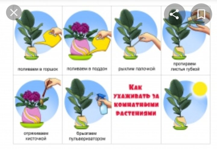 Схема ухода за растениями